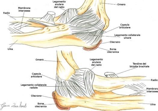 3 L articolazione del gomito è molto stabile: le superfici ossee si rapportano prevenendo movimenti laterali e rotatori, inoltre la capsula articolare è molto spessa e rinforzata da legamenti