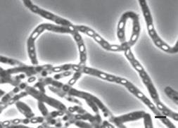 al., 2011) Bacillus