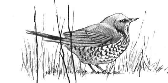 Atlante della Migrazione degli Uccelli in Italia CESENA (Turdus pilaris) [11980] FIELDFARE Ordine: Passeriformi (Passeriformes) Famiglia: Turdidi (Turdidae) La Cesena è uno degli uccelli più