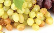Chardonnay - 12% Vol Vini Rossi - Red wines Montefalco Rosso DOC 37,5 cl - Umbria