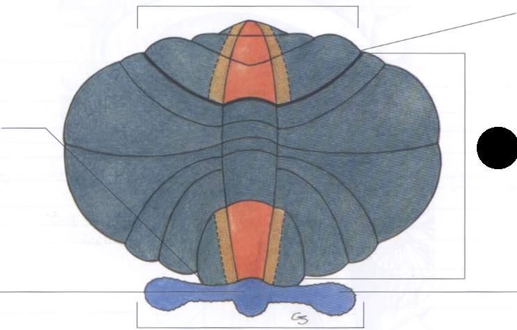 Neocerebello (pontocerebello, cerebrocerebello) Paleocerebello (spinocerebello) Archicerebello (vestibolocerebello) Lobo anteriore Scissura!