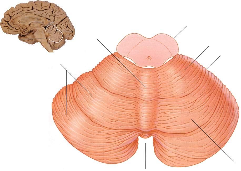 Lamelle o folia Verme Mesencefalo Lobo anteriore Scissura primaria Lobo posteriore Vallecola