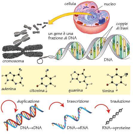 Il genoma umano Il genoma è l insieme di materiale genetico di un organismo.