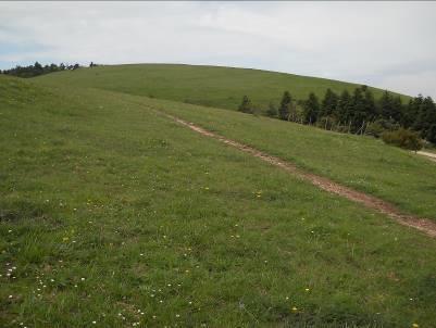 Zona a bosco di Leccio e Conifere. Zona a lecceta con Conifere. Zona a lecceta con Fillirea ed altre specie di sottobosco. Zona a lecceta, con essenze arbustive.