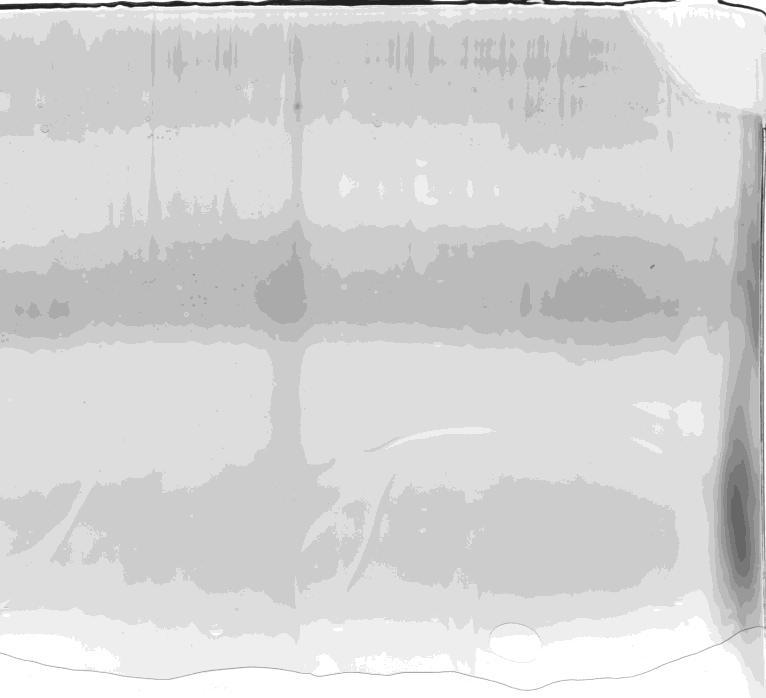 selected lactobacilli and proteases for 48 h at 37 C (B) (A) (B) Mr