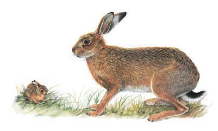 LEPRE EUROPEA (Lepus europaeus, Pallas 1778) L habitat tipico della lepre europea è rappresentato dagli ambienti aperti come praterie e steppa, ma in seguito alla progressiva messa a coltura delle