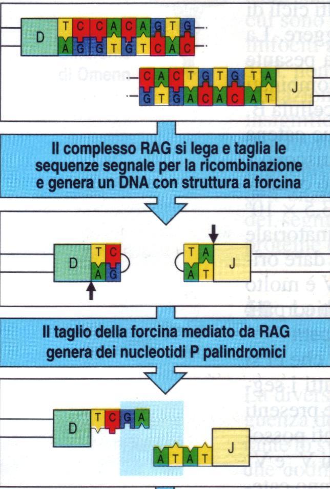 le basi