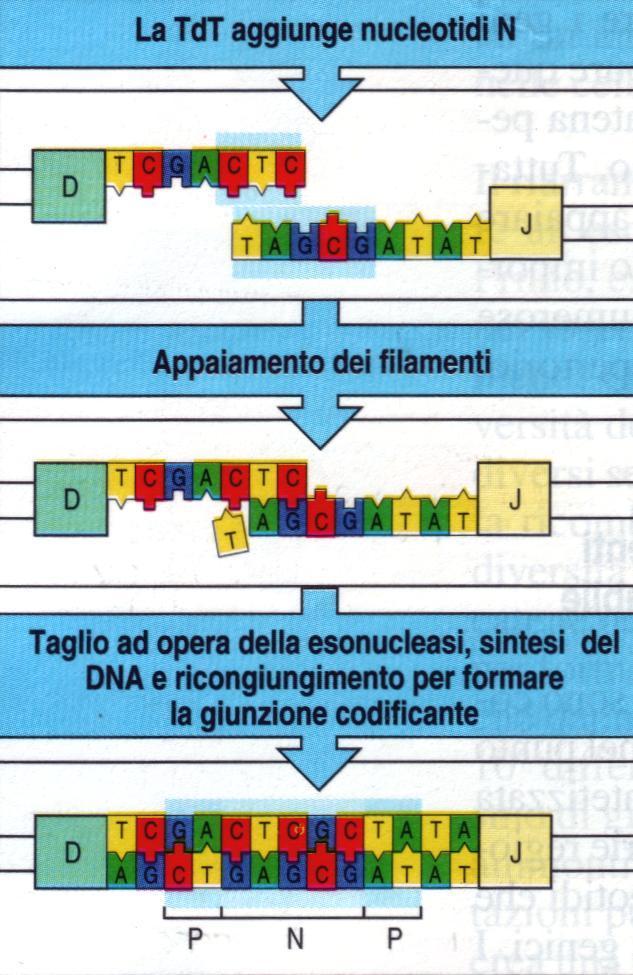 esclusione