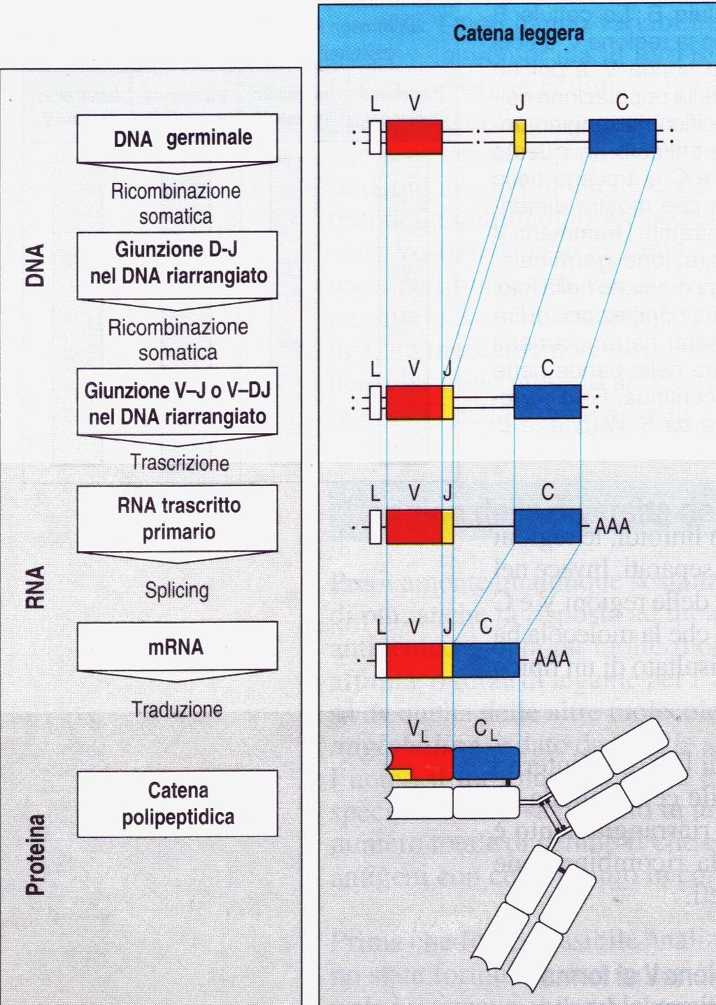 Il repertorio anticorpale: la parte variabile delle immunoglobuline 2 segmenti genici costituiscono il codice della parte variabile della cat.