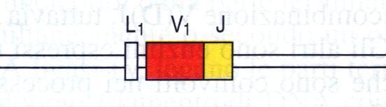 segmento V e D e J (Cat. Pesante) oppure V e J (cat. Leggera). Nella fig.