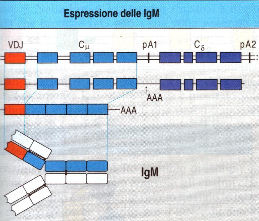 Cμ e Cδ per contiguità in un unico RNA che subisce una maturazione con splicing alternativo