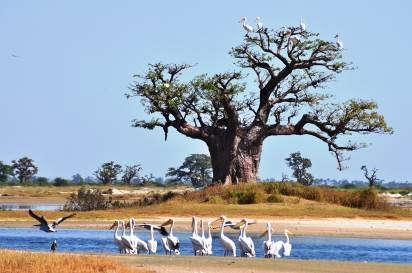 Attraversamento del fiume su chiatta, passaggio della frontiera e proseguimento a TOUBACOUTA, dove effettueremo un escursione in barca per ammirare l habitat della mangrovia, occasione per osservare