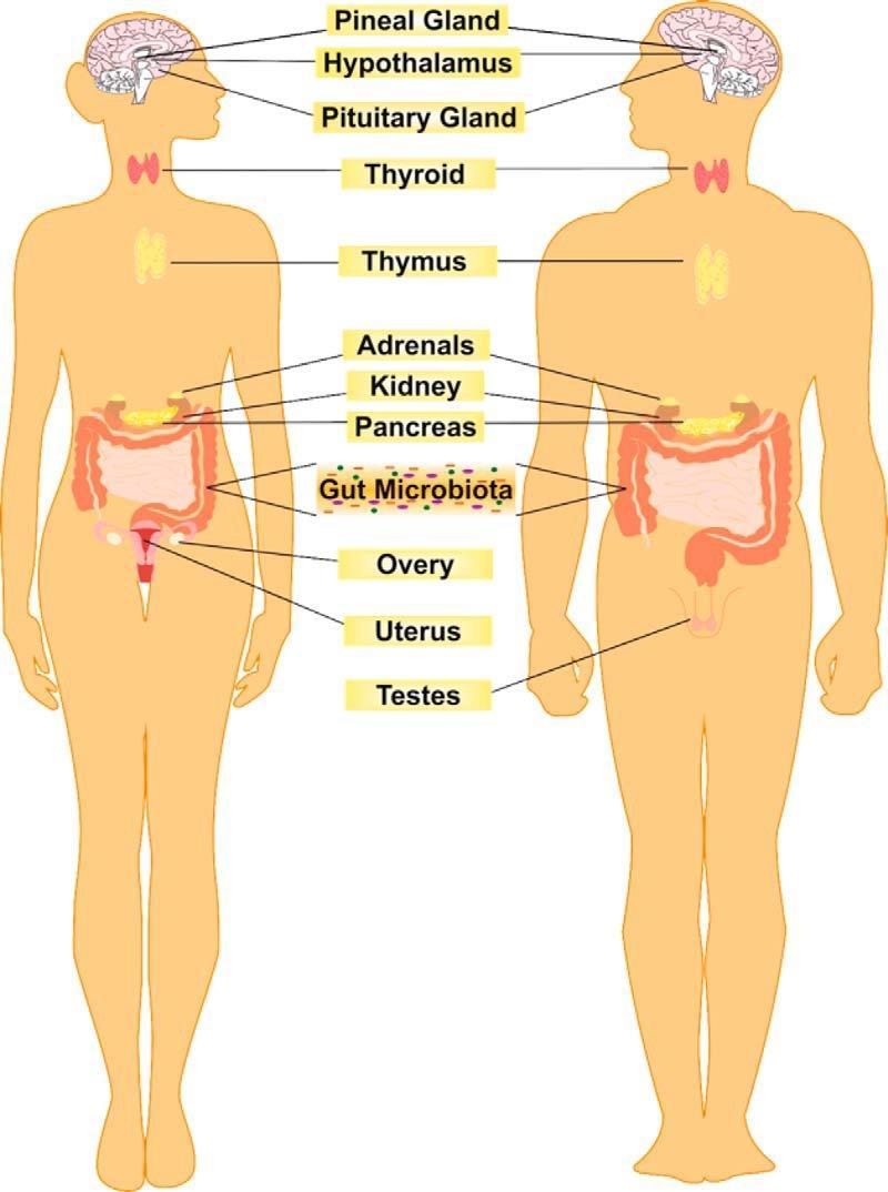 The gut microbiota as an endocrine organ Ormoni HPA Ormoni GI CORTISOLO: Risposta allo stress Metabolismo ospite Antiinfiammatorio Guarigione ferite Regolazione indiretta; Anomalie endocrine HPA