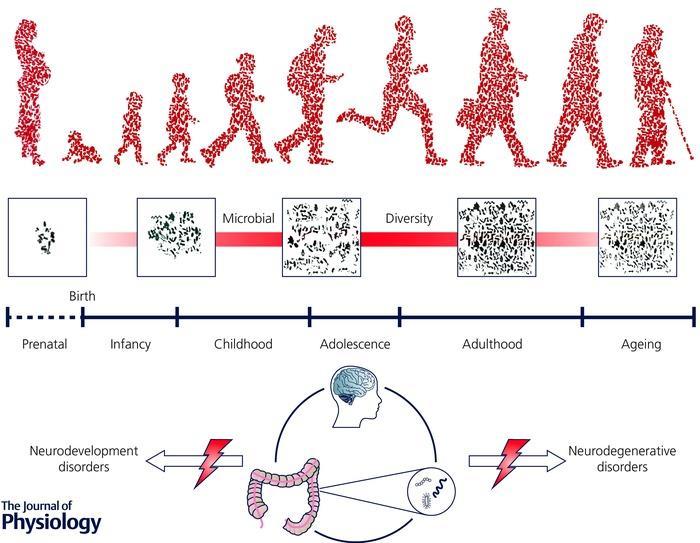 We are living in a microbial world throughout our lifespan Il microbiota cambia dinamicamente nel corso della vita, stabilendo la sua relazione con l'ospite nelle