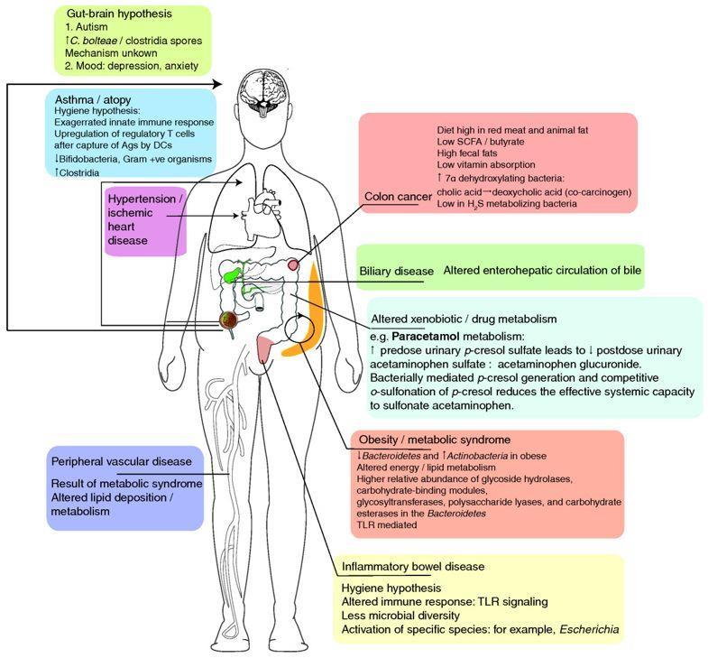 Gut microbiome-host interactions in