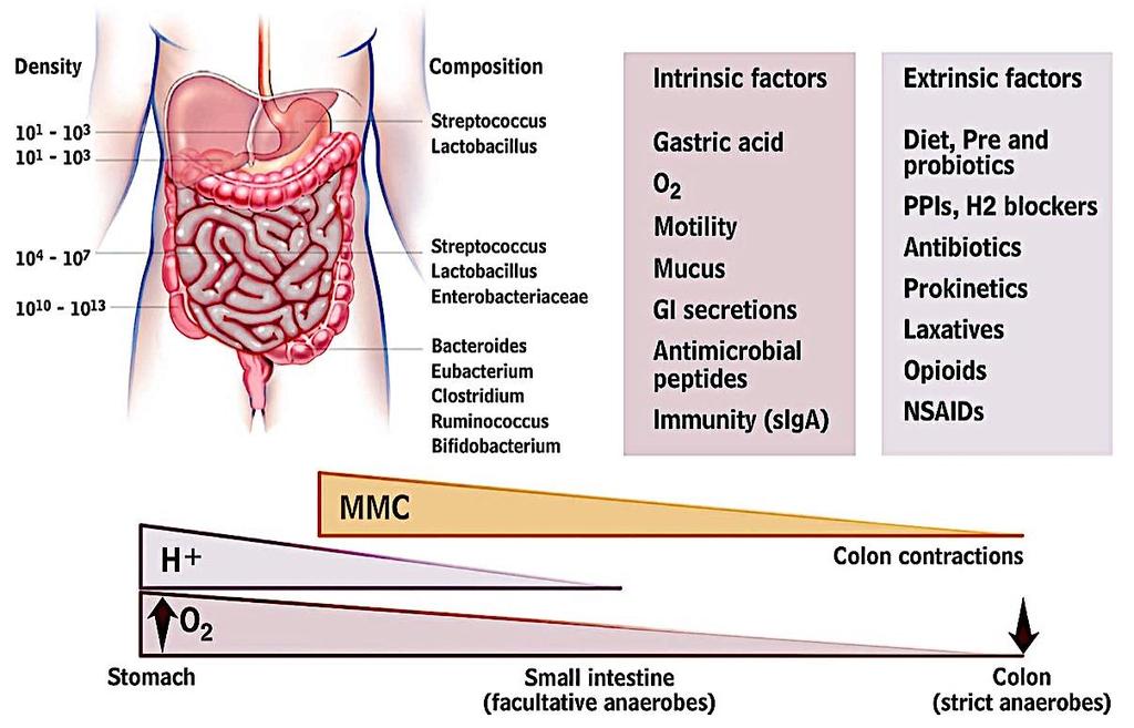 MICROBIOTA INTESTINALE: FATTORI CONDIZIONANTI DISTRIBUZIONE E