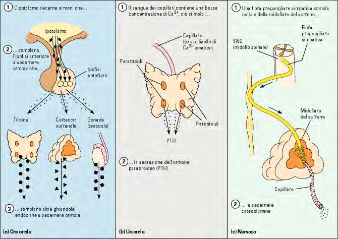 a) GHIANDOLE ENDOCRINE pd: la secrezione delle cellule endocrine epiteliali avviene all interno dell ambiente corporeo anziché all esterno o in cavità