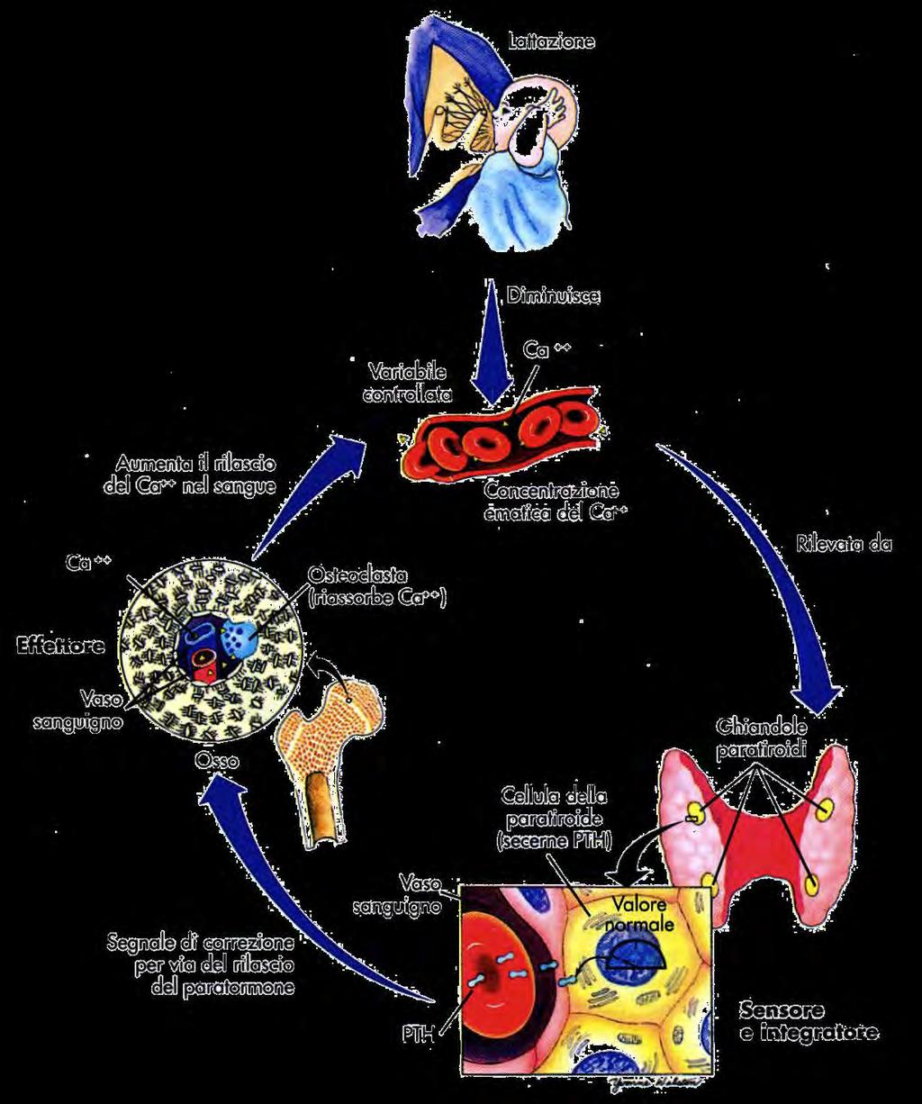 AZIONE DELLE PARATIROIDI E UN ESEMPIO DI CIRCUITO DI FEED BACK Ciascuna ghiandola paratiroide è sensibile ai cambiamenti indotti dal paratormone stesso nella concentrazione di Ca++ nel sangue.
