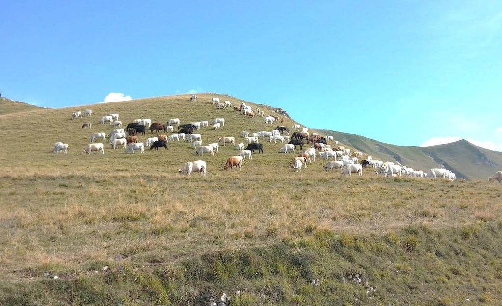 Epidemiologia della Leucosi Bovina Enzootica