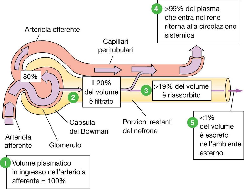 RIASSORBIMENTO Dei 125 ml/min filtrati, 124 ml/min vengono riassorbiti.