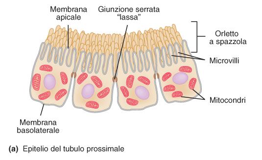 Lungo i tubuli renali viene riassorbita la maggior parte dei soluti e il 99% dell acqua.