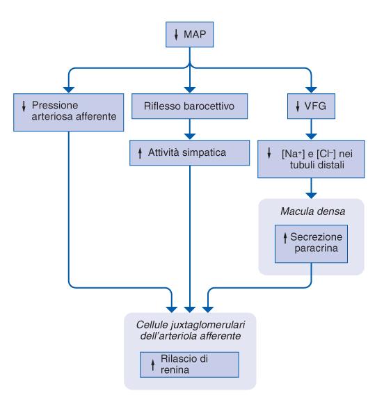 Dato che il sistema renina-angiotensina-aldosterone determina un aumento della PAM, una