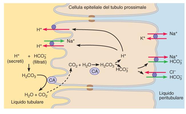 Compensazione renale Se [H + ] aumenta, i reni aumentano l escrezione di H +, il riassorbimento di bicarbonato e la