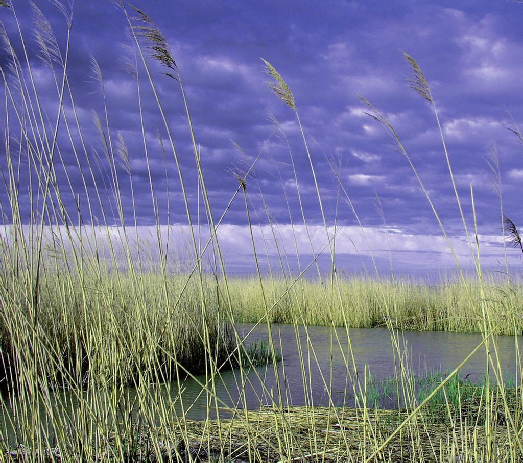 La canna palustre è diff usa allo stato spontaneo: si trova in zone umide e paludose, ai margini di laghi, lungo le rive di fiumi o di canali.