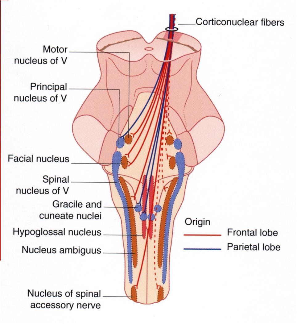 Tratto piramidale: cortico-nucleare 1) nuclei motori dei nervi cranici 2) nuclei relay sensitivi: nuclei gracile e cuneato, nucleo sensitivo trigeminale, nucleo del