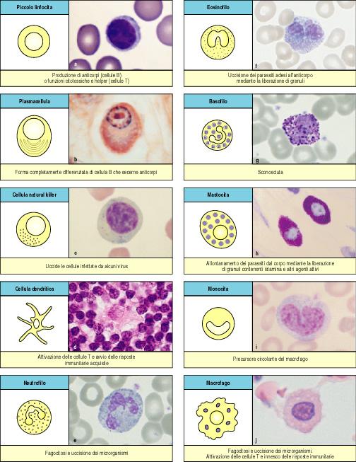 Le cellule del