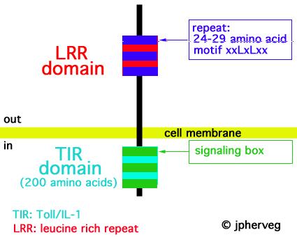 TLR