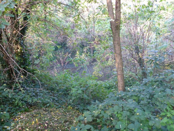 prato adiacente si trovano 31 piccoli Frassini (Fraxinus Excelsior) molto vicini tra loro, una ventina di Robinie, un Ciliegio e un Bagolaro (Foto 16).