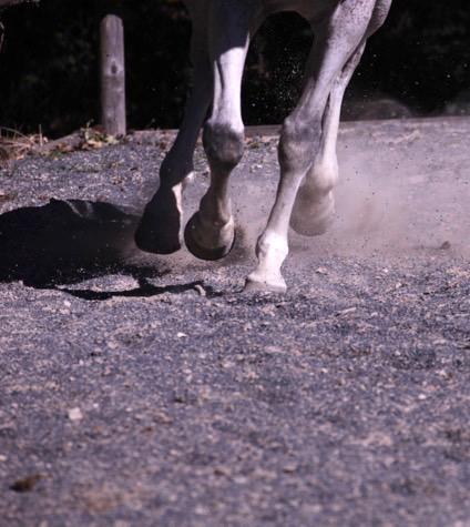 La gomma da riciclo per i centri equestri Riduzione del rischio infortuni nell animale Maggiore igiene