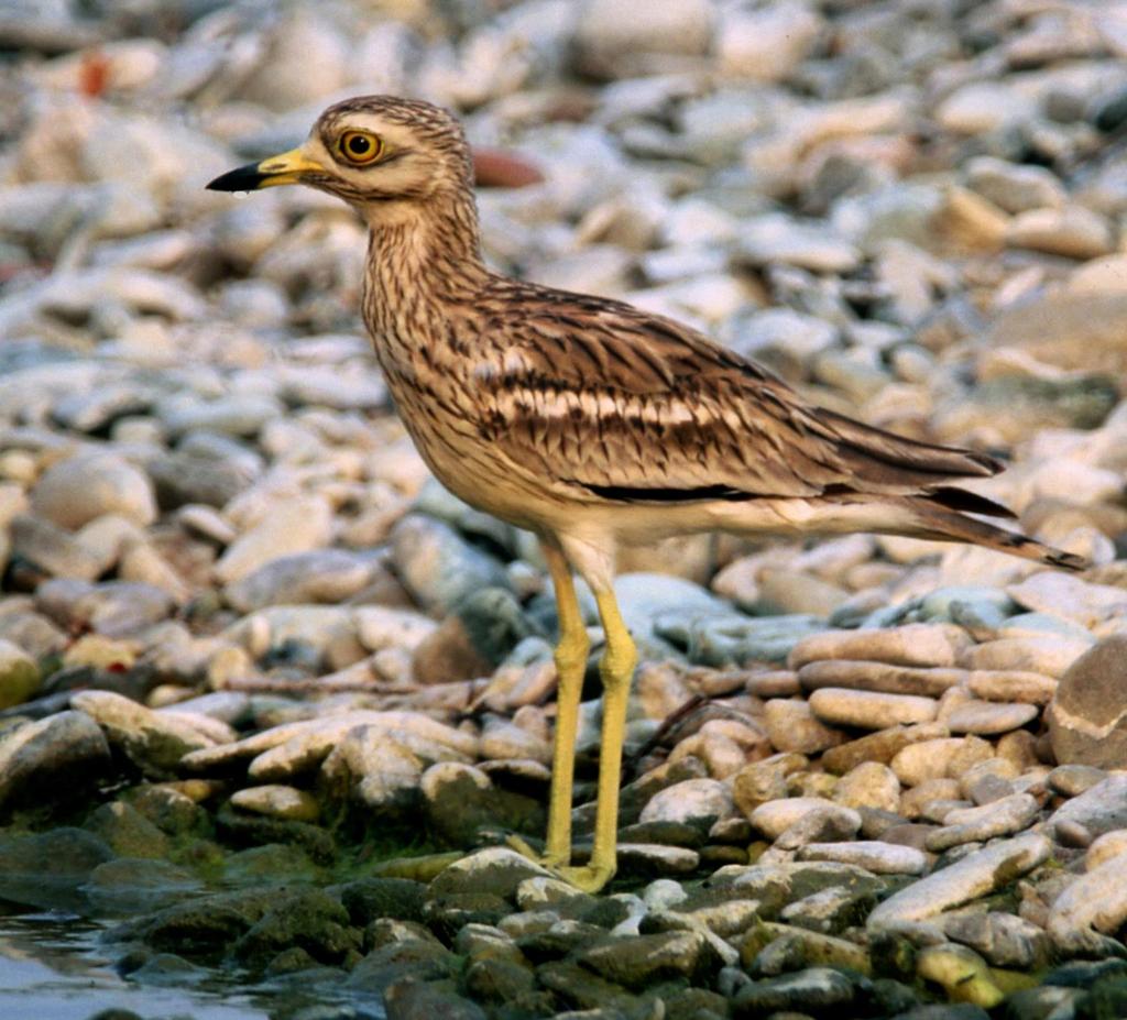 L Occhione (Burhinus oedicnemus) Carta d Identità Ordine: Charadriiformi Famiglia: Burhinidae Genere: Burhinus Specie: oedicnemus Lunghezza del corpo: 38-45 cm