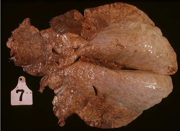 VIRUS PARAINFLUENZA 3 Grande affinità per le proteine del muco ciliare Raggiunge facilmente le cellule dell epitelio respiratorio Replica nei