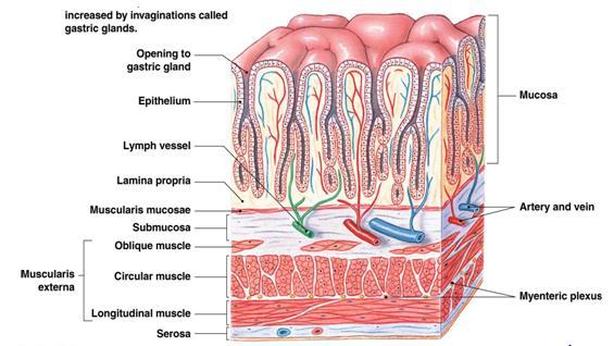 MUCOSA La mucosa (tonaca mucosa) è la porzione tissutale a diretto contatto con il lume degli organi cavi