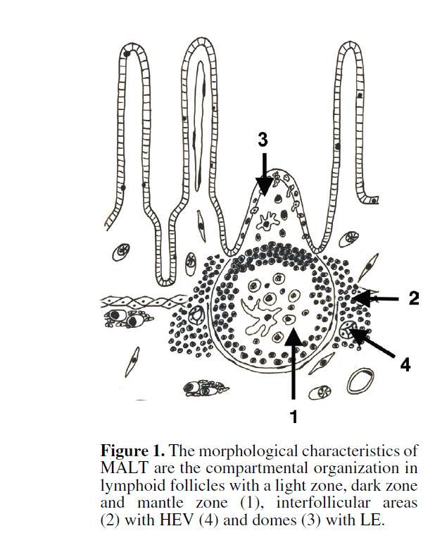 MALT Caratteristiche strutturali Tessuto linfatico localizzato a stretto contatto con la superfice delle mucose Formato da tessuto linfoide estremamente organizzato: - follicoli linfoidi -aree