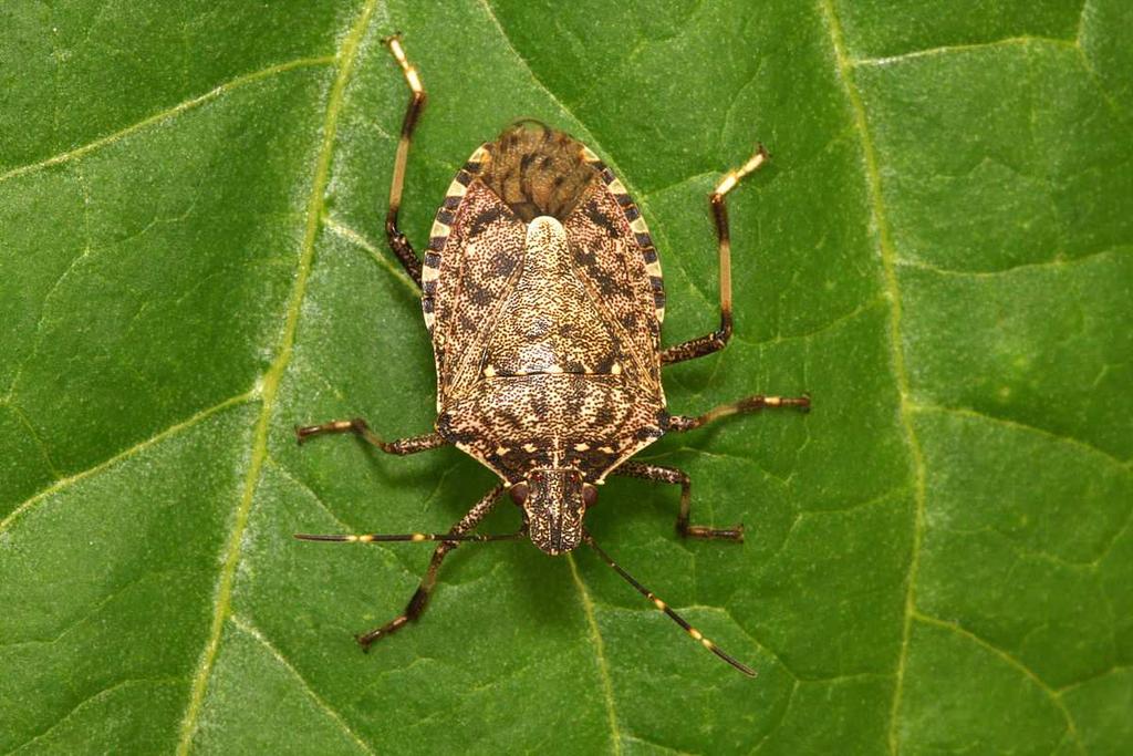 b) Cimice Asiatica - Halyomorpha halys Stal Obiettivi dell azione Monitorare il territorio e controllare la presenza e i danni causati dal parassita nei vivai e nelle coltivazioni.