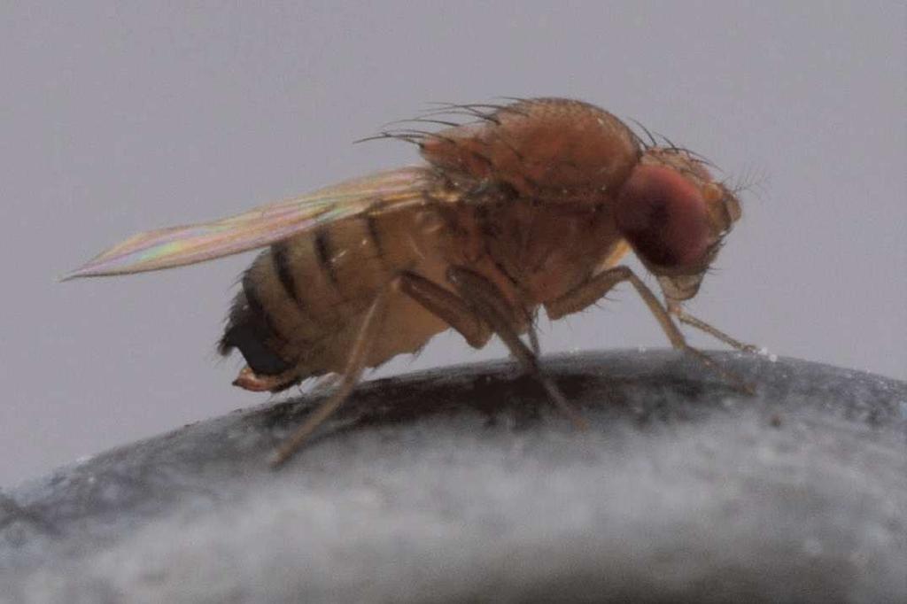 e) Moscerino dei piccoli frutti - Drosphila suzukii (Diptera Drosophilidae) Obiettivi dell azione Drosophila suzukii è un Dittero Drosofilide che, a differenza del più noto moscerino della frutta e