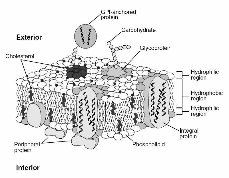Basic Model of Membrane Structure Singer and Nicolson (1972) Fluid mosaic model Lipids are fluid, i.e. free to move in two dimensions.