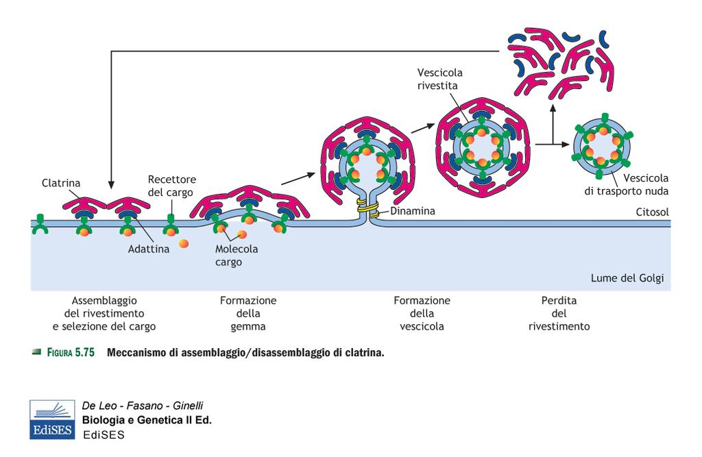 Formazione di vescicole rivestite