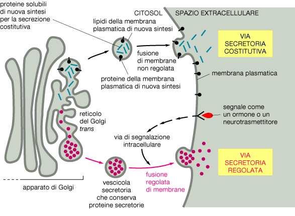 Secrezione