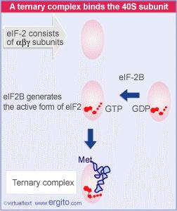 L inizio negli eucarioti eif-2b permette il legame di una molecola di GTP a eif-2 Questo