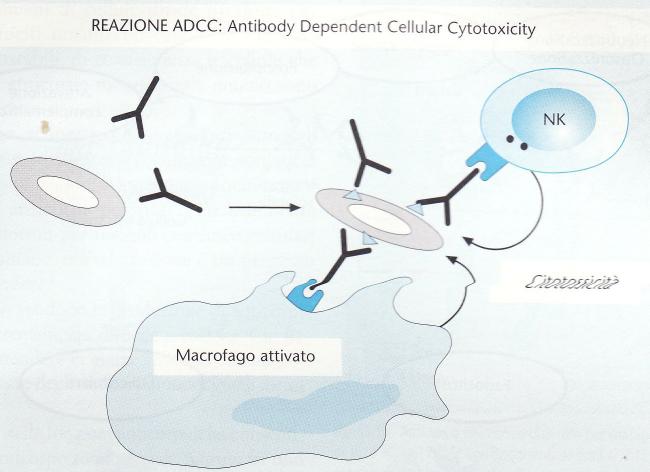 REAZIONE ACDCC : Antibody Dependent