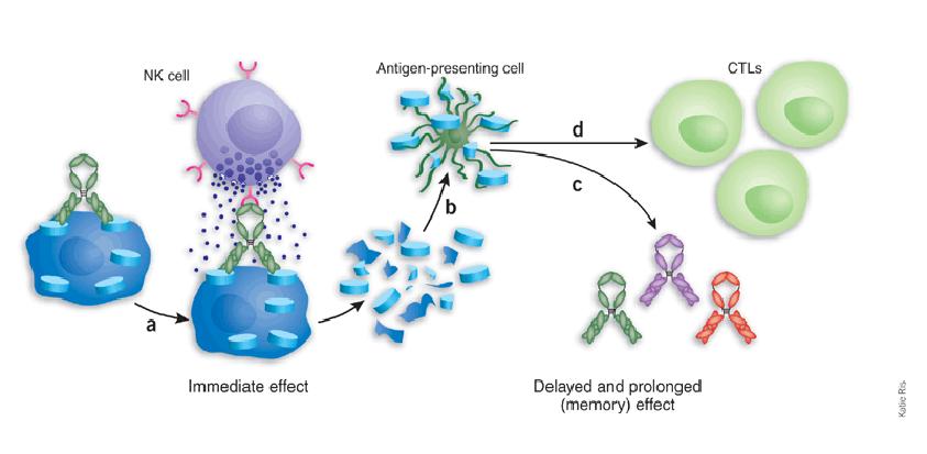 Meccanismi di azione degli anticorpi monoclonali in