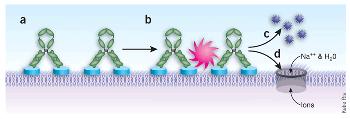 Meccanismi di azione degli anticorpi