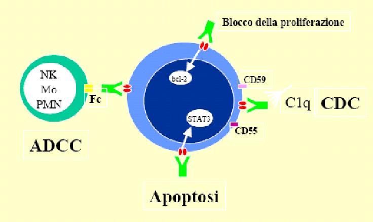 Meccanismi di distruzione delle cellule tumorali Citotossicità mediata anticorpo-dipendente (ADCC), citotossicità