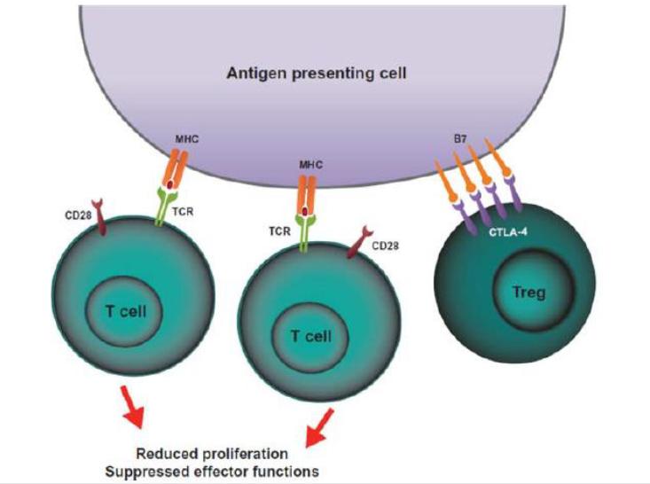 CTLA4/B7