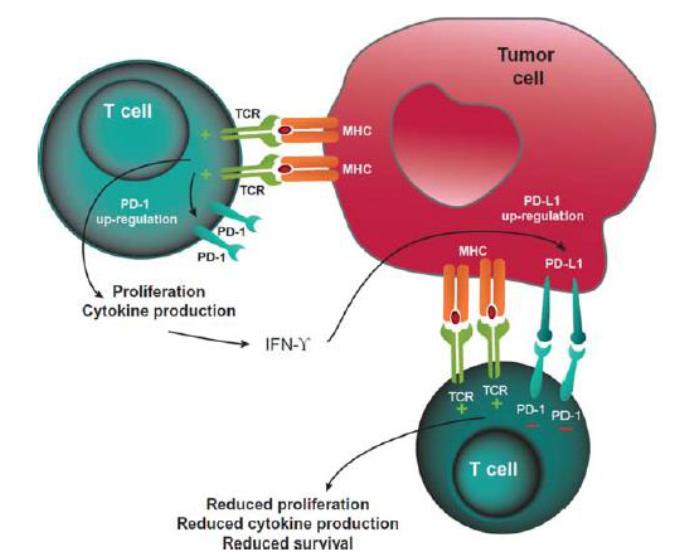 PD1/PD-L1