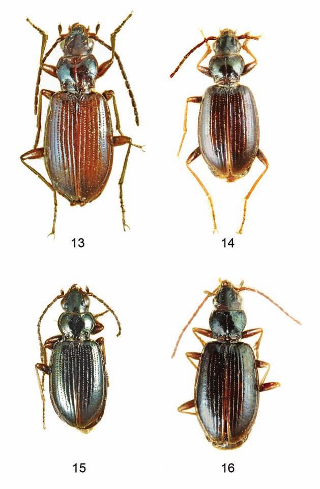 Figg. 13-16. Habitus. 13. Bembidion (Peryphanes) weiratherianum Netolitzky, 1932, paratypus in MSNM; 14. B. (P.) cilicicum cilicicum de Monte, 1947, typus; 15.